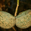 Toad Tree