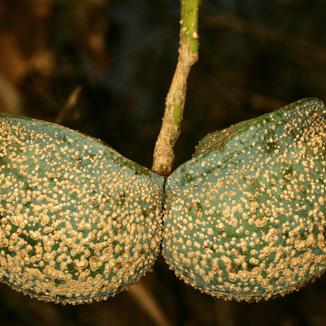 Toad Tree – Tabernaemontana elegans Toad Tree