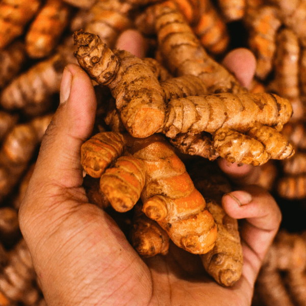 Tumeric Curcuma Longa