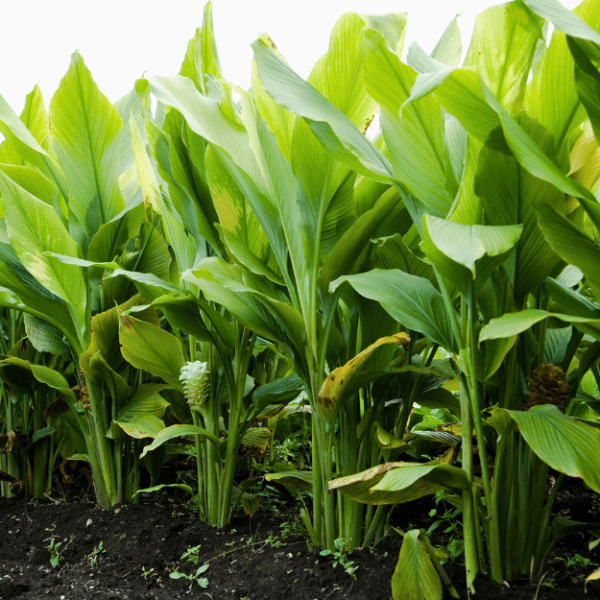 Tumeric Curcuma Longa