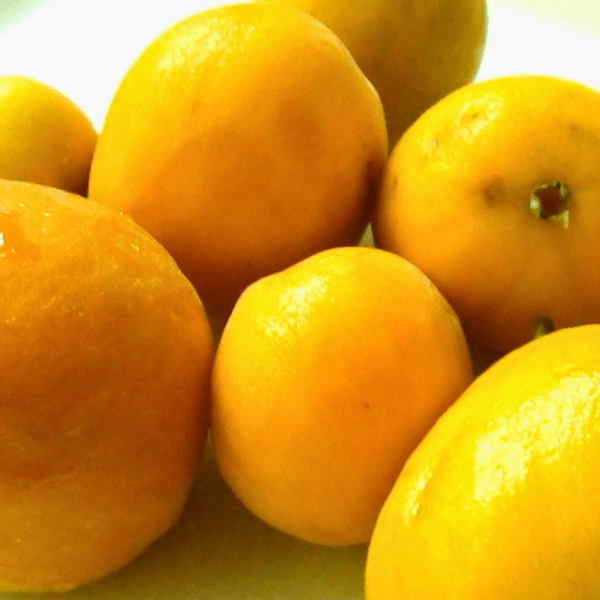 Uvaia (Eugenia pyriformis)