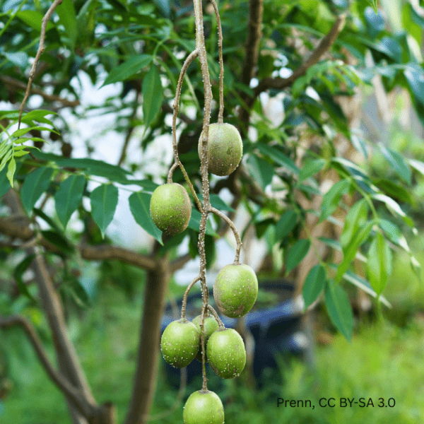 Golden Apple