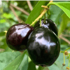 Rainforest Plum Eugenia Candolleana