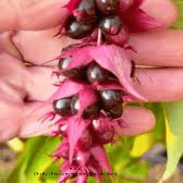 himalayan Chocolate Berry fruit