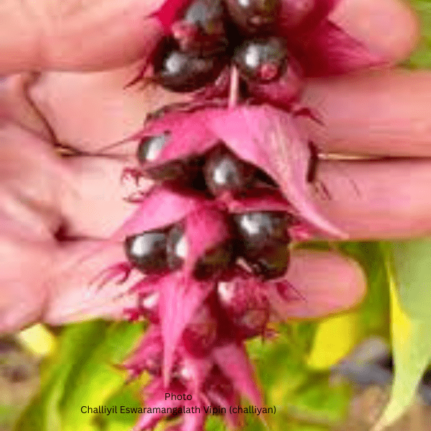 himalayan Chocolate Berry fruit himalayan Chocolate Berry fruit