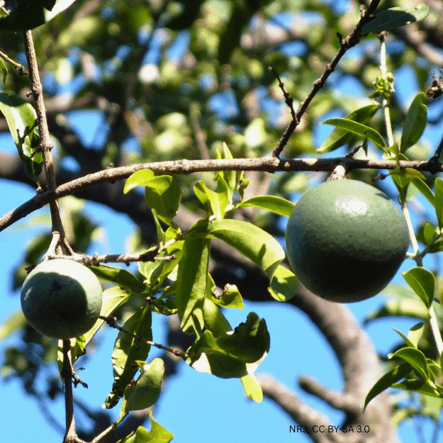 Natal Orange Natal Orange
