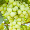 Prime Seedless White Grape