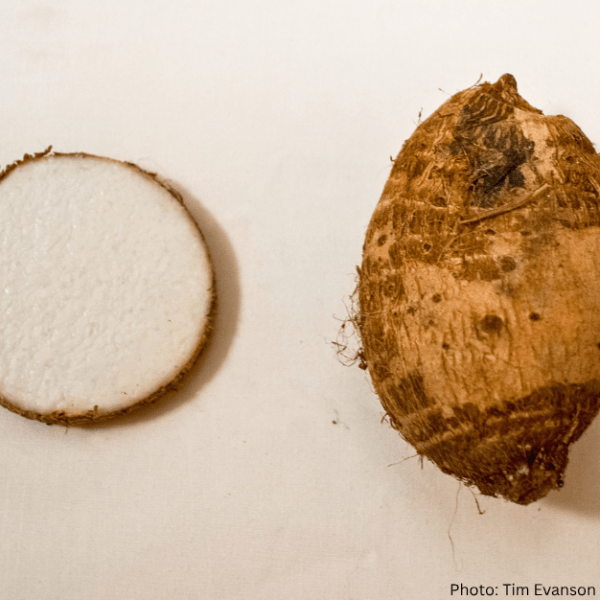 Taro Root