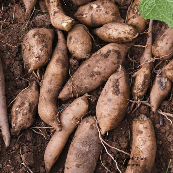 Yacon Peruvian Ground Apple