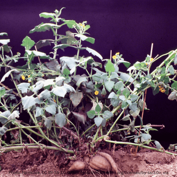 Yacon Peruvian Ground Apple tree