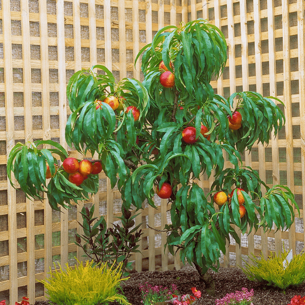 dwarf nectarine tree dwarf nectarine tree