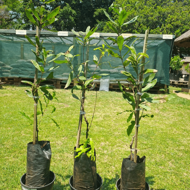 Beaumont Macadamia nuts