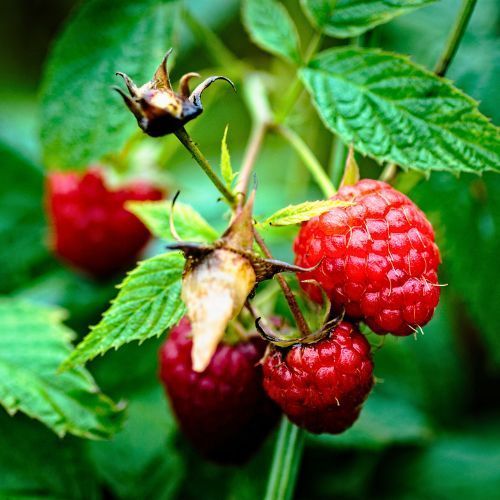 thornless-red-raspberry14