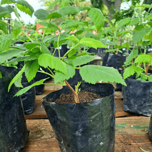 thorny Red raspberry (1)